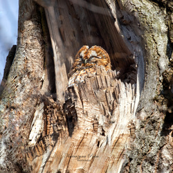 Srebrny naszyjnik SOWA naturalny BURSZTYN - pr 925