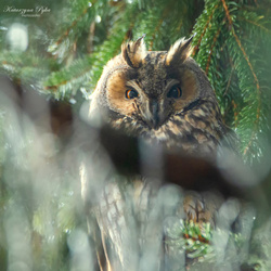 Srebrny naszyjnik SOWA naturalny BURSZTYN - pr 925