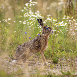 Srebrna bransoletka  ZAJĄC KRÓLIK - SREBRO pr. 925
